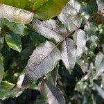 Berberis repens Leaf