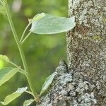 Dombeya rotundifolia Лист