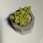 Sedum japonicum Hoja
