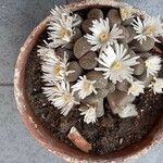Lithops marmorata 花