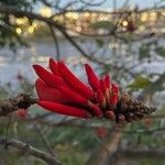 Erythrina flabelliformis Flower