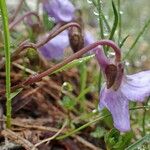 Viola thomasiana Flower