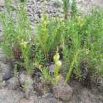 Gomphocarpus fruticosus عادت داشتن