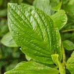 Cornus alba Leaf