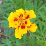 Tagetes patulaBloem