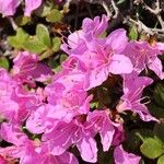 Rhododendron kiusianumKvět