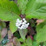 Cornus sericea Levél