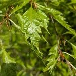 Quercus castaneifolia Φύλλο