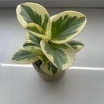 Peperomia obtusifolia Alia