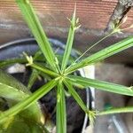 Cyperus laxus Yaprak