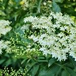 Sambucus canadensisFlors