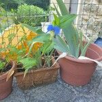 Commelina communis Kwiat