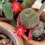 Rebutia minuscula Yaprak