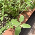 Salvia fruticosa 葉