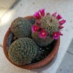 Mammillaria matudae পাতা