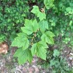 Acer glabrum Leaf