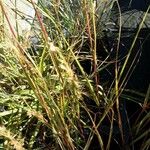 Achnatherum calamagrostis Blatt