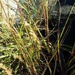 Achnatherum calamagrostis Folio