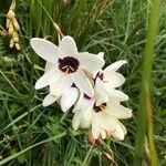 Ixia maculata Virág