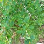 Berberis vulgaris 葉