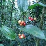 Smilax china ഫലം