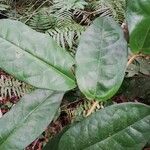 Xylopia rubescens Leaf