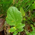 Barbarea orthoceras Leaf