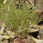 Euphorbia aphylla Hoja