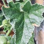 Ecballium elaterium Leaf