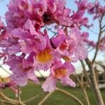 Tabebuia heterophylla Flower