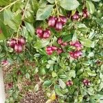 Syzygium paniculatum Fruit