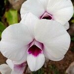 Dendrobium bigibbum Blüte