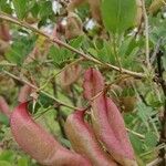 Colutea arborescensFruit