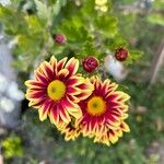 Chrysanthemum indicumFlower