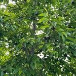 Alnus japonica برگ