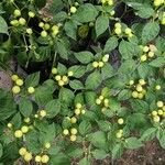 Solanum scabrum 葉