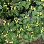 Solanum scabrum Blad