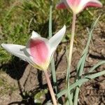 Tulipa clusiana Lorea