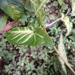 Syngonium angustatum Leaf