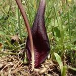 Biarum tenuifolium Flower