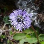 Globularia nudicaulis Flower