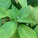 Hydrangea involucrata Blatt