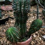 Euphorbia polygona Συνήθη χαρακτηριστικά