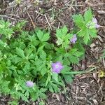 Geranium pratenseFlower