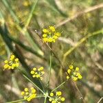 Foeniculum vulgareVili