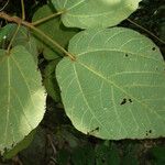 Ficus fulva Feuille