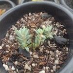 Sedum sediforme Hoja
