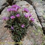 Armeria malinvaudii Habit