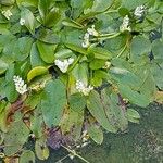 Aponogeton distachyos 花