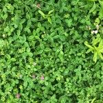 Trifolium pratense पत्ता
